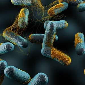 Clostridium Perfringens Bacteria